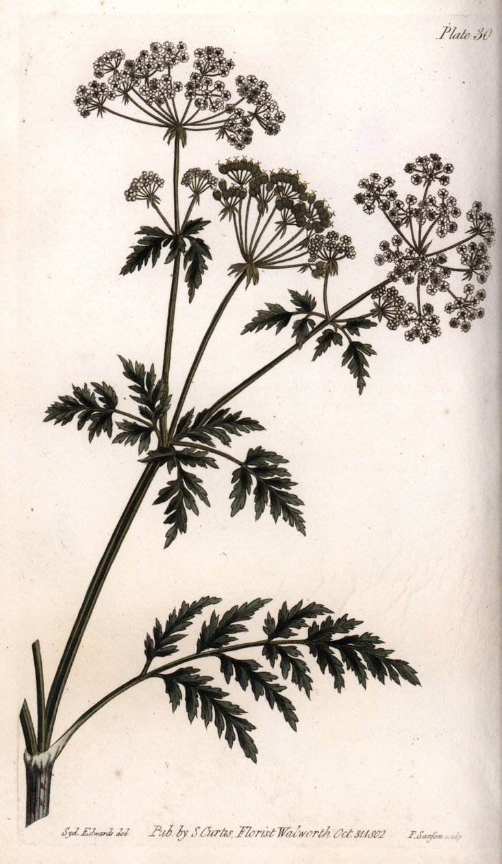 Büyük baldıran otu. Renkli bakır gravür, Sydenham Edwards (1768-1819) tarafından Botanik Konferansları için illüstrasyon, Lambeth Botanik Bahçesi (İngiltere) by Sydenham Teast Edwards