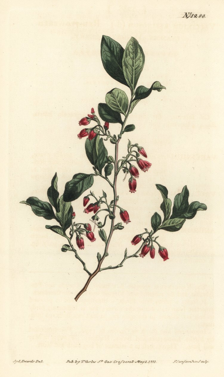 Siyah huckleberry, Gaylussacia baccata (Kırmızı çiçekli rutubetli yabanmersini, Vaccinium resinosum) - William Curtis