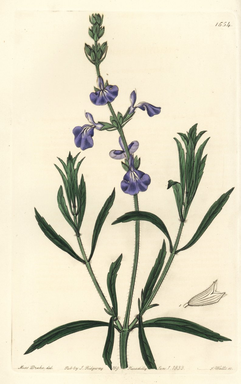 Mavi Adaçayı - Çayır adaçayı, Salvia azurea (Dar yapraklı adaçayı, Salvia angustifolia). Sydenham Edwards