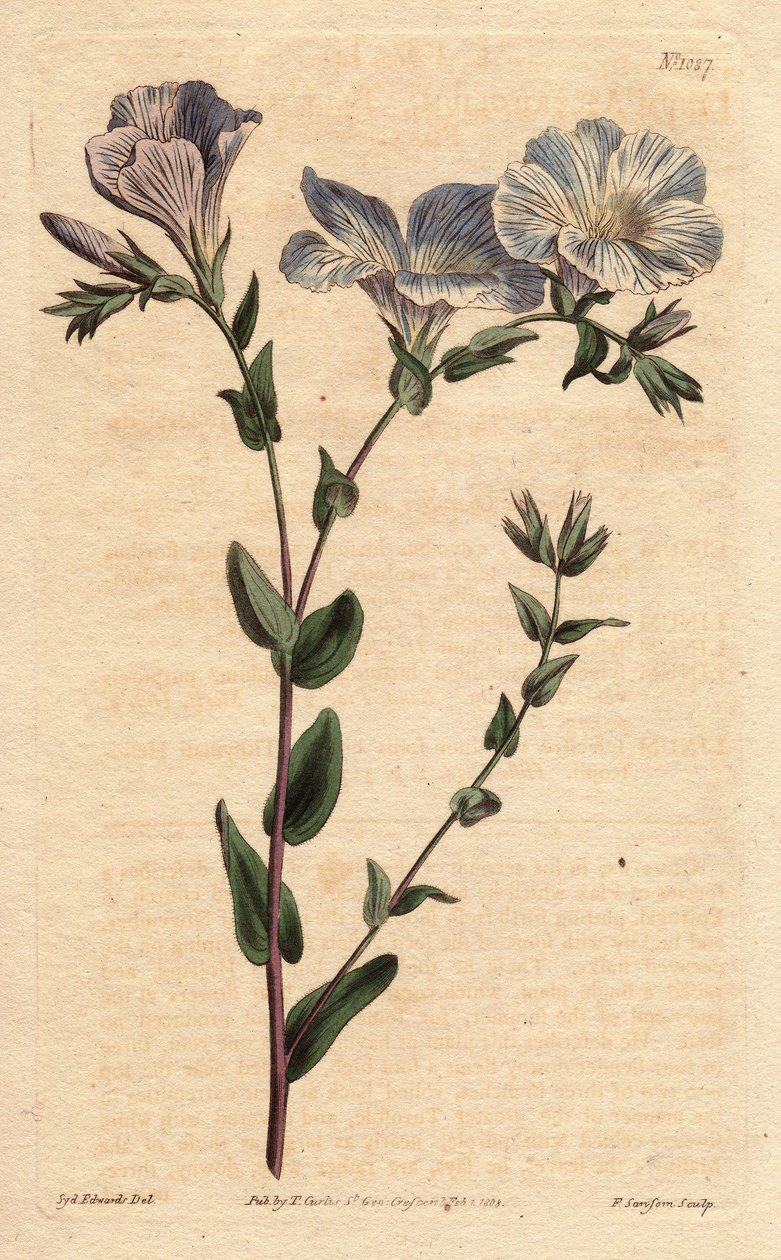 Avrupa