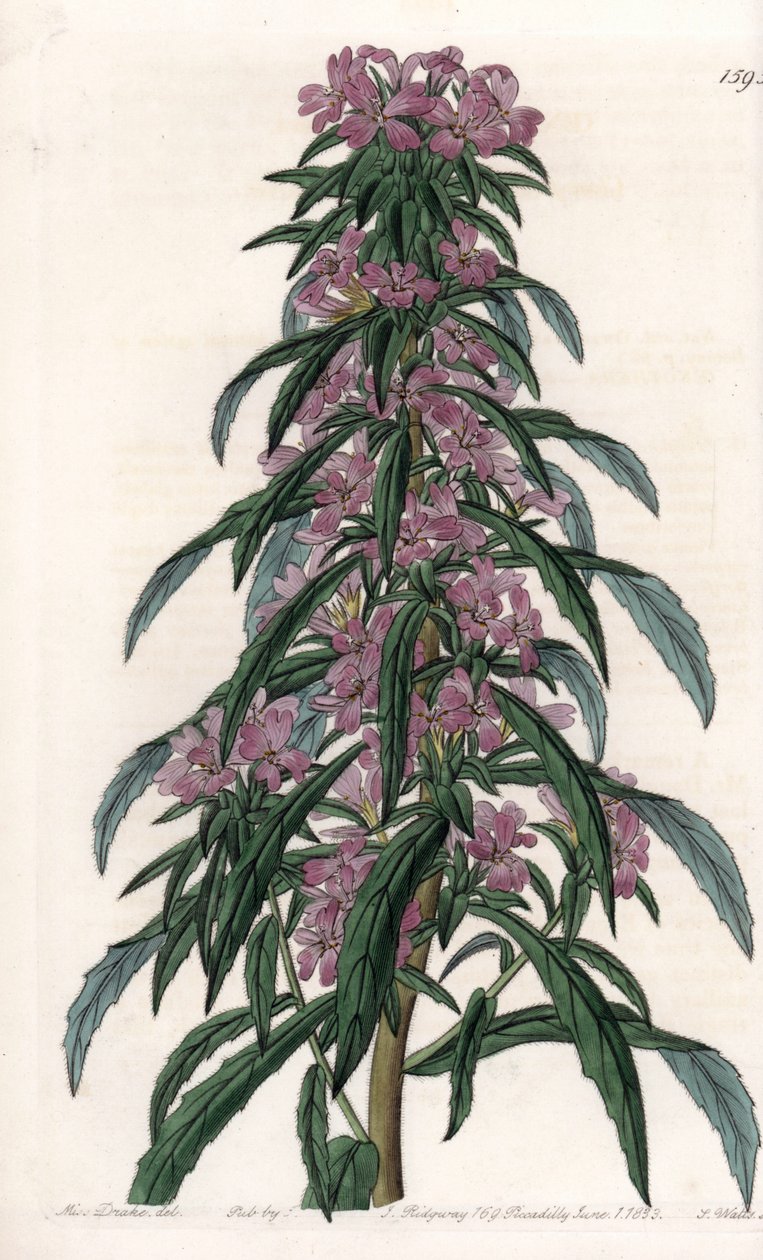 Boisduvalia variete, yoğun çiçekli epilobe - S.Watts tarafından oyulmuş tahta, Sarah Anne Drake (1803-1857), Sydenham Edwards Botanik Sicilinden (1768-1819), İngiltere by Sydenham Teast Edwards