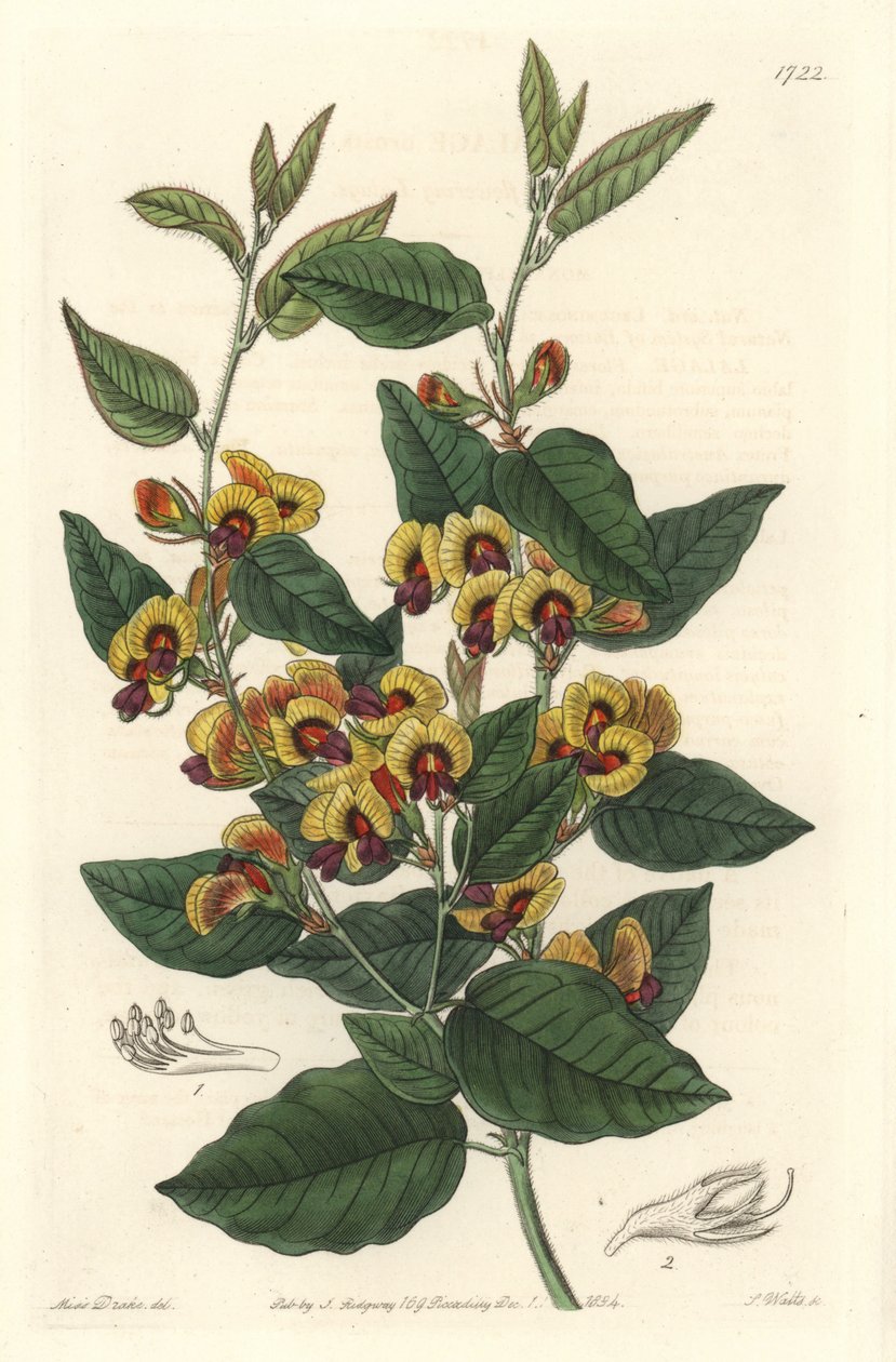 Bossiaea bir sınıf çiçekler, Avustralya kökenli - S. Watts güçlü su, Botanik Kayıtlarından Sarah Anne Drake