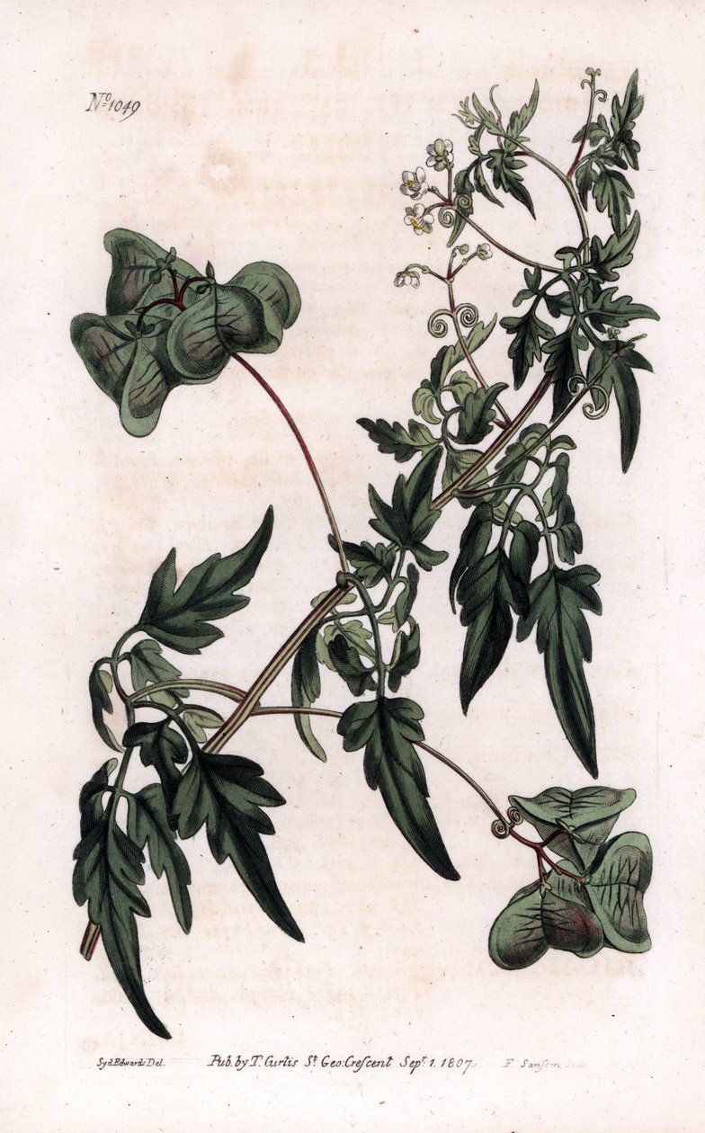 Botanik: kardiyosperm veya kalp bezelye. Pürüzsüz kalp tohumu veya balon bitkisi, Cardiospermum halicacabum. William Curtis