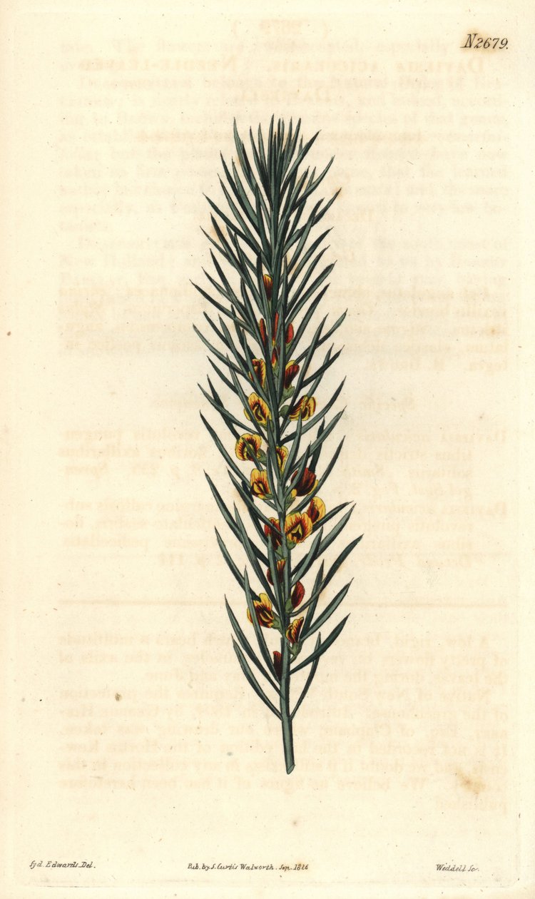 Avustralya