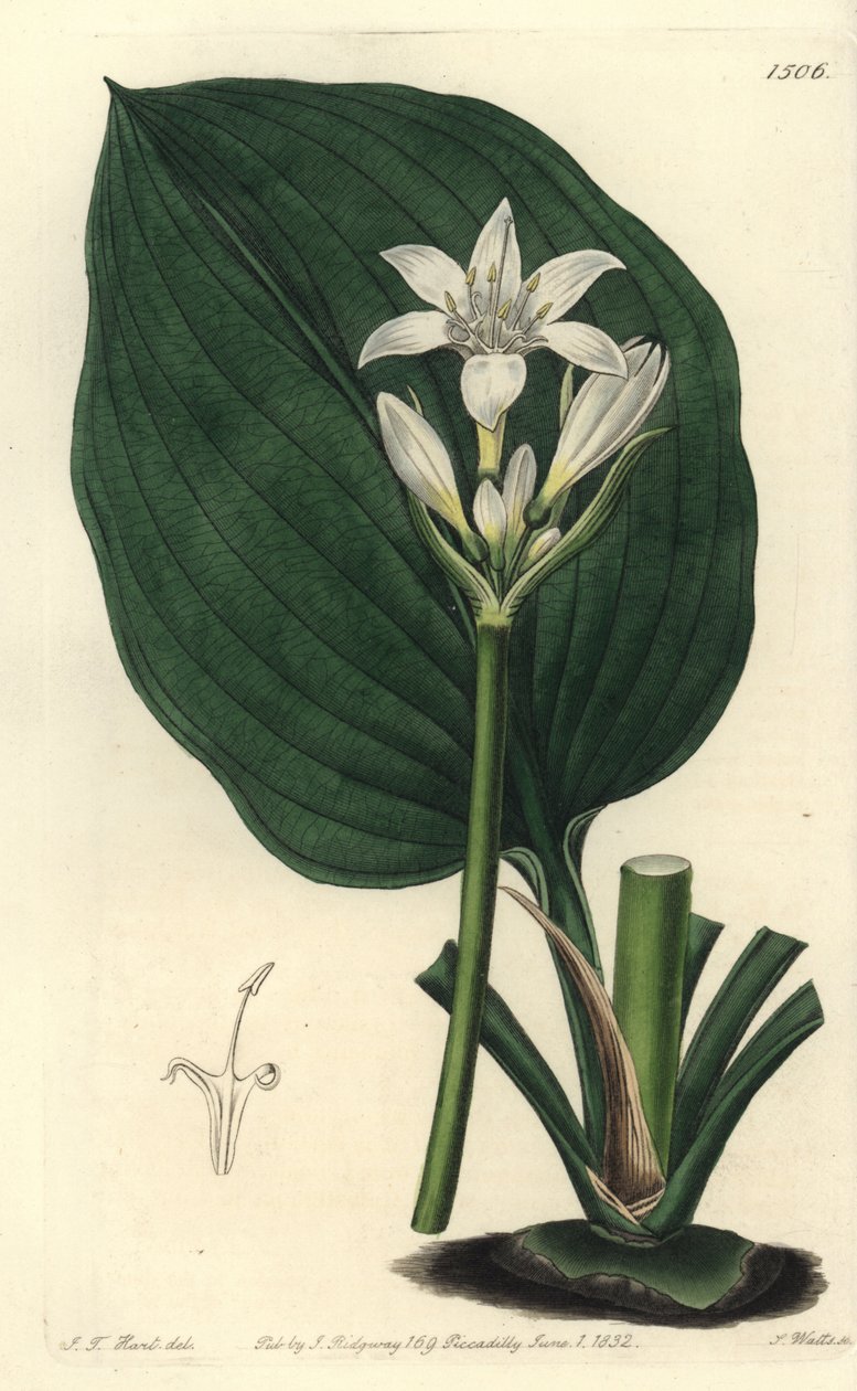 Brisbane zambak, Proiphys cunninghamii (Bay Cunningham