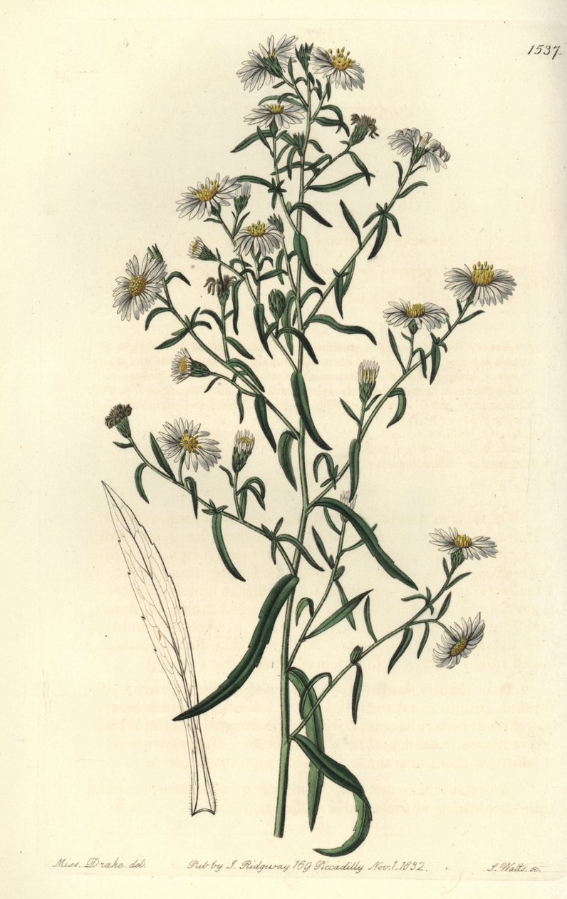 Kırılgan aster, Aster fragilis. Sydenham Edwards