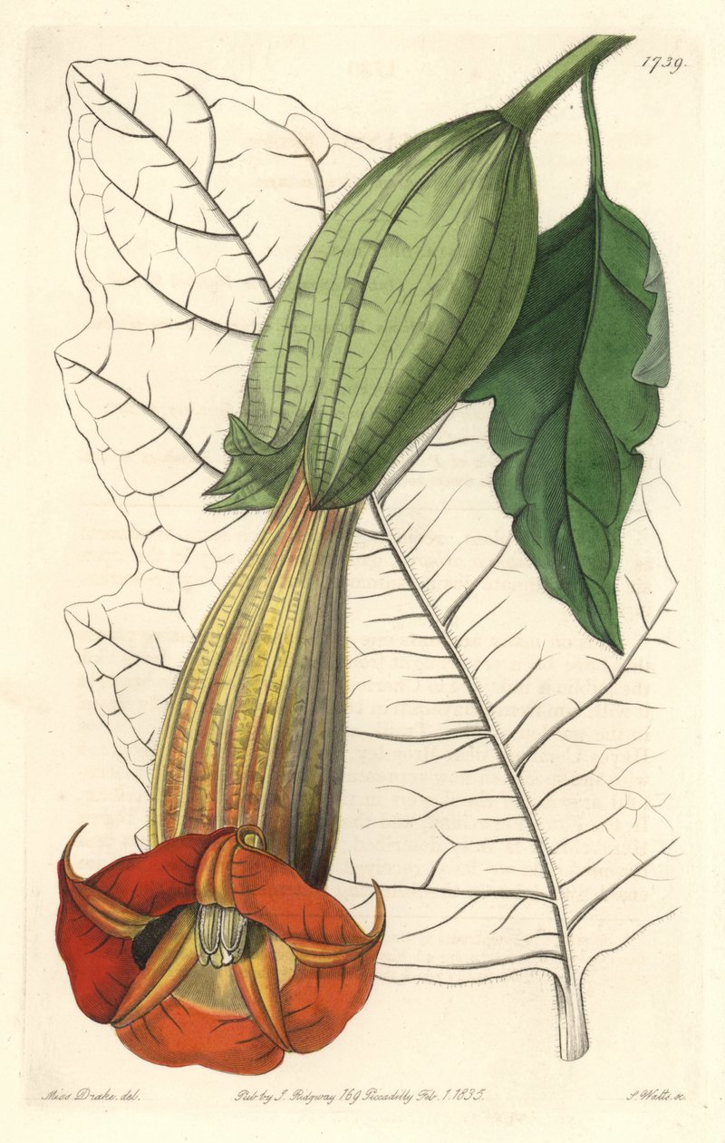 Brugmansia ecarlate veya meleklerin trompet ecarlate, Güney Amerika