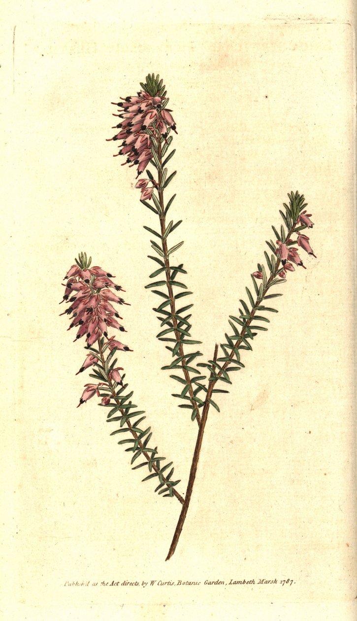 Bruyere carnee, Bruyere et rengi, kar Bruyere veya Alplerin Bruyere - Otsu funda, Erica herbacea. William Curtis