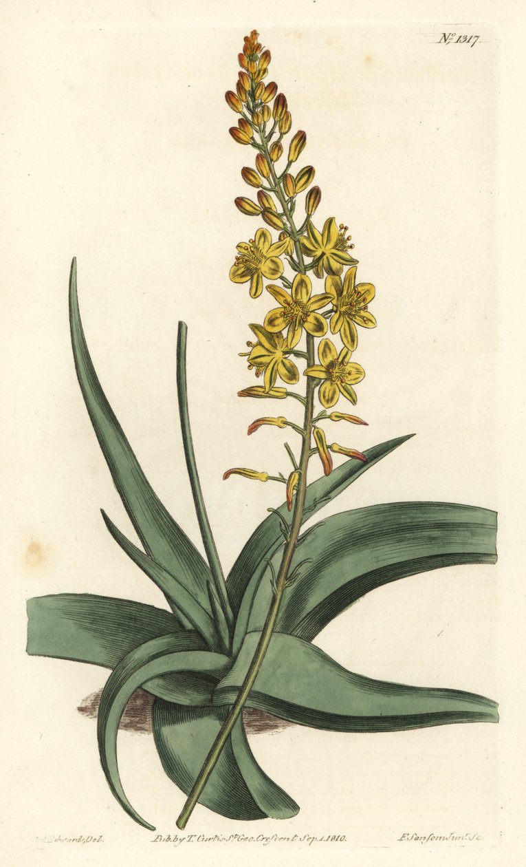 Bulbine variete - Bulbine alooides (Aloe yapraklı anthericum, Anthericum alooides). William Curtis