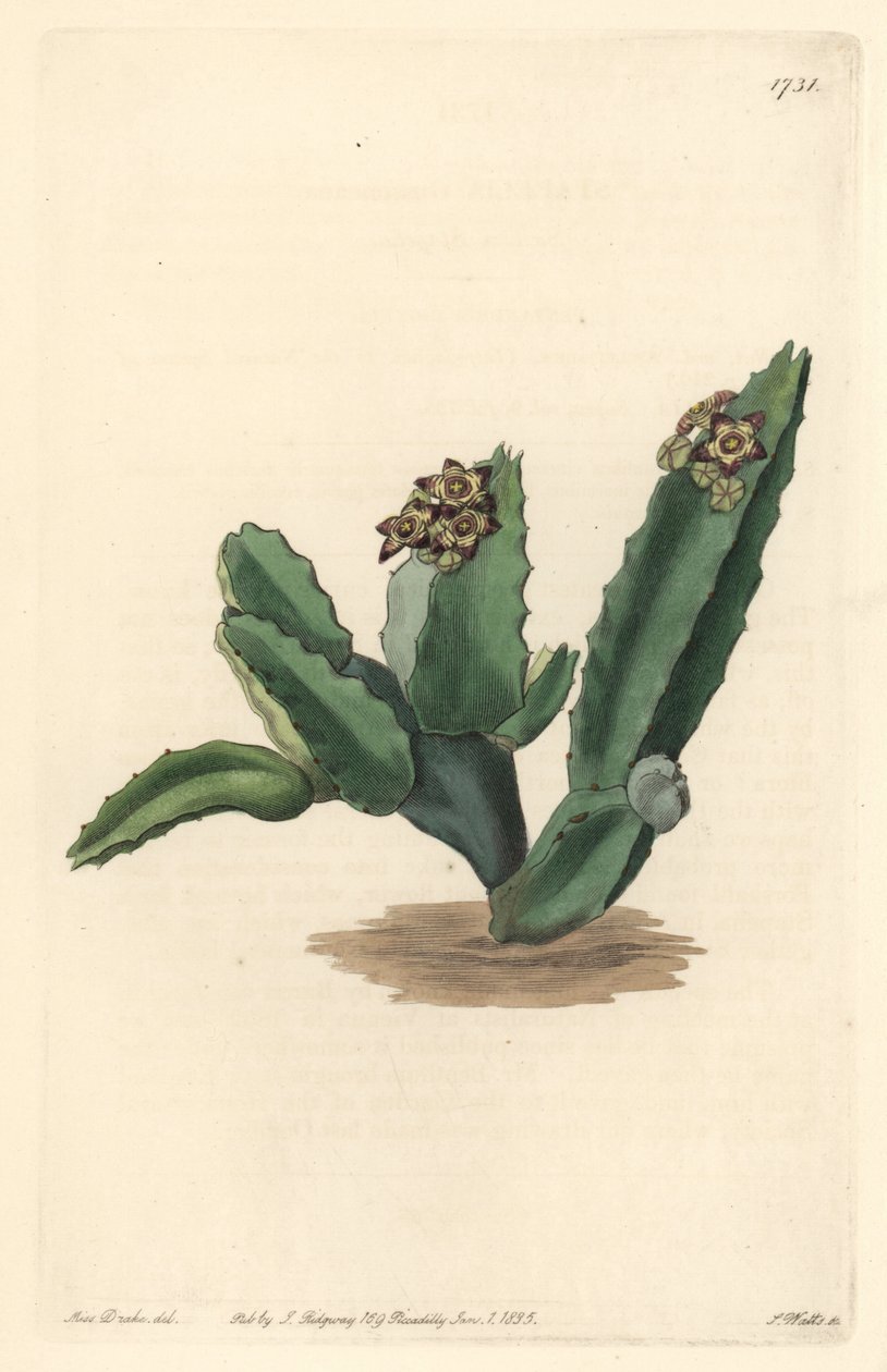 Kaktüs Caralluma, Sicilya