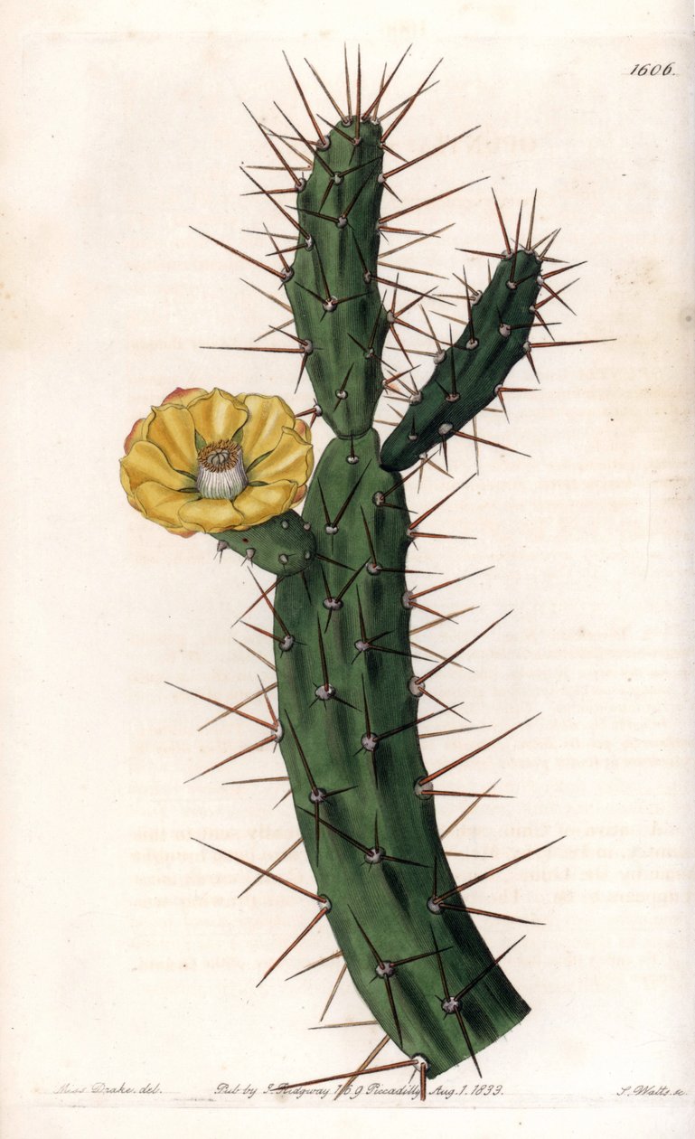 Cactus articule, variete of prickly fig tree - Plate engraved by S.Watts, from an illustration by Sarah Anne Drake (1803-1857), from the Botanical Register of Sydenham Edwards (1768-1819), England by Sydenham Teast Edwards