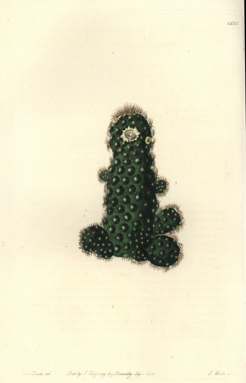 Kaktüs tenuis (Konik mammillaria, Mammillaria tenuis). Sydenham Edwards