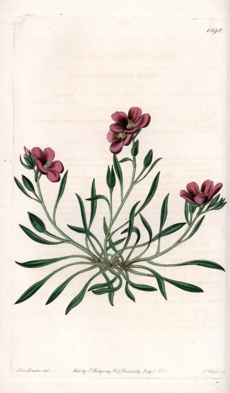 Calandrinia variete, Amerika