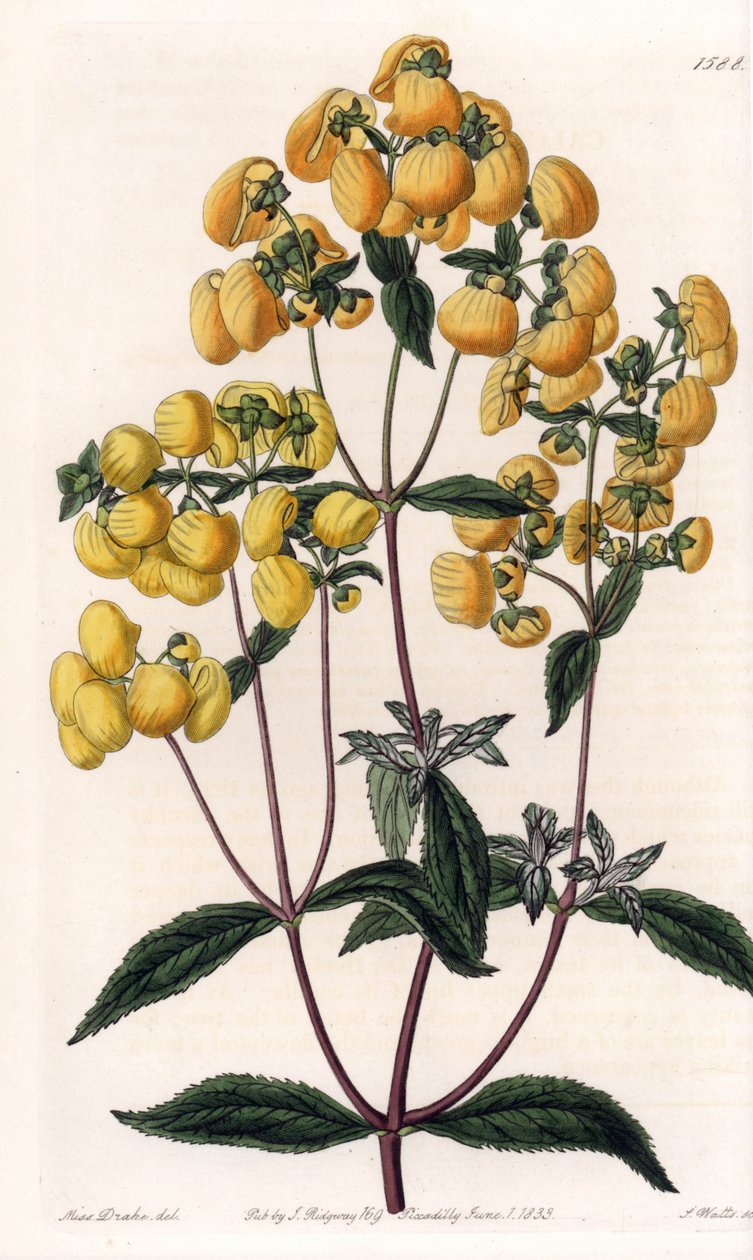 Calceolaire rugosa - Sydenham Edwards Botanik Kaydı