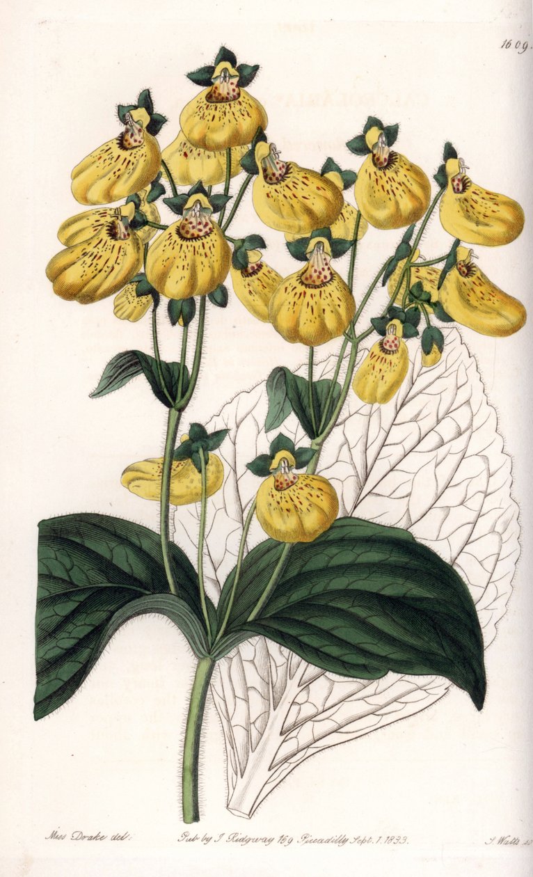 Calceolary veya küçük terlik, sarı çiçekli - S.Watts tarafından oyulmuş tahta, Sarah Anne Drake (1803-1857), Sydenham Edwards Botanik Kaydı