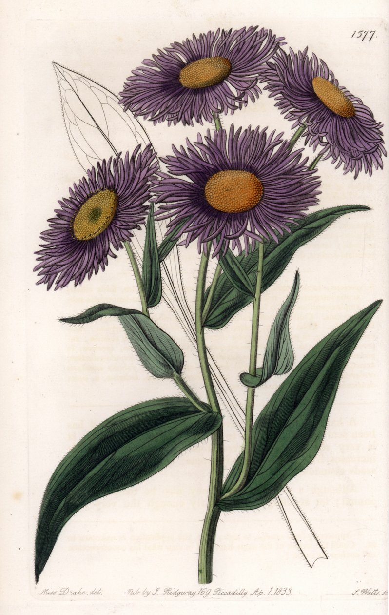 California Erigeron - Sydenham Edwards Botanik Sicilinden (1768-1819), İngiltere