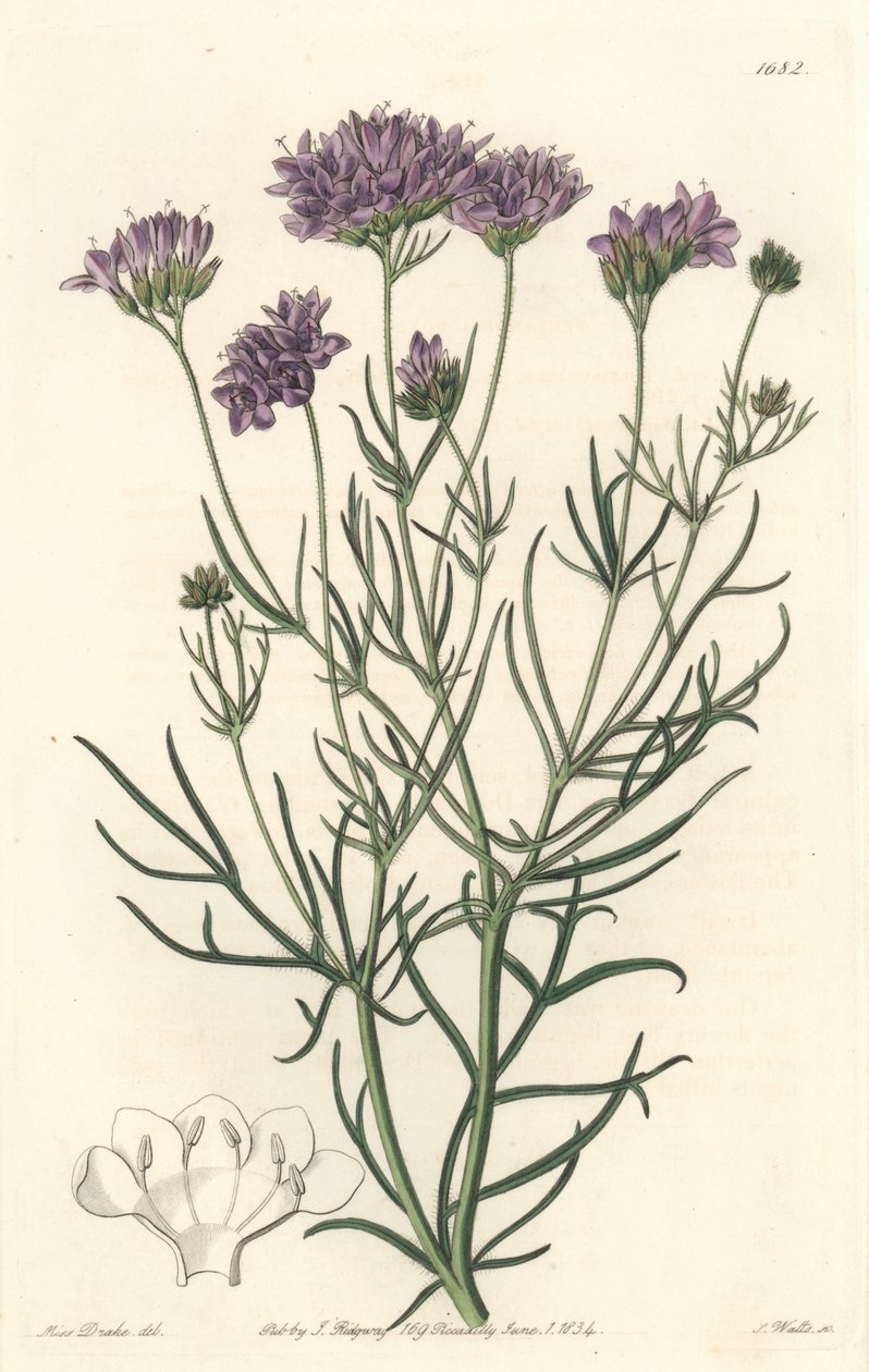 California Gilia - Botanical Register