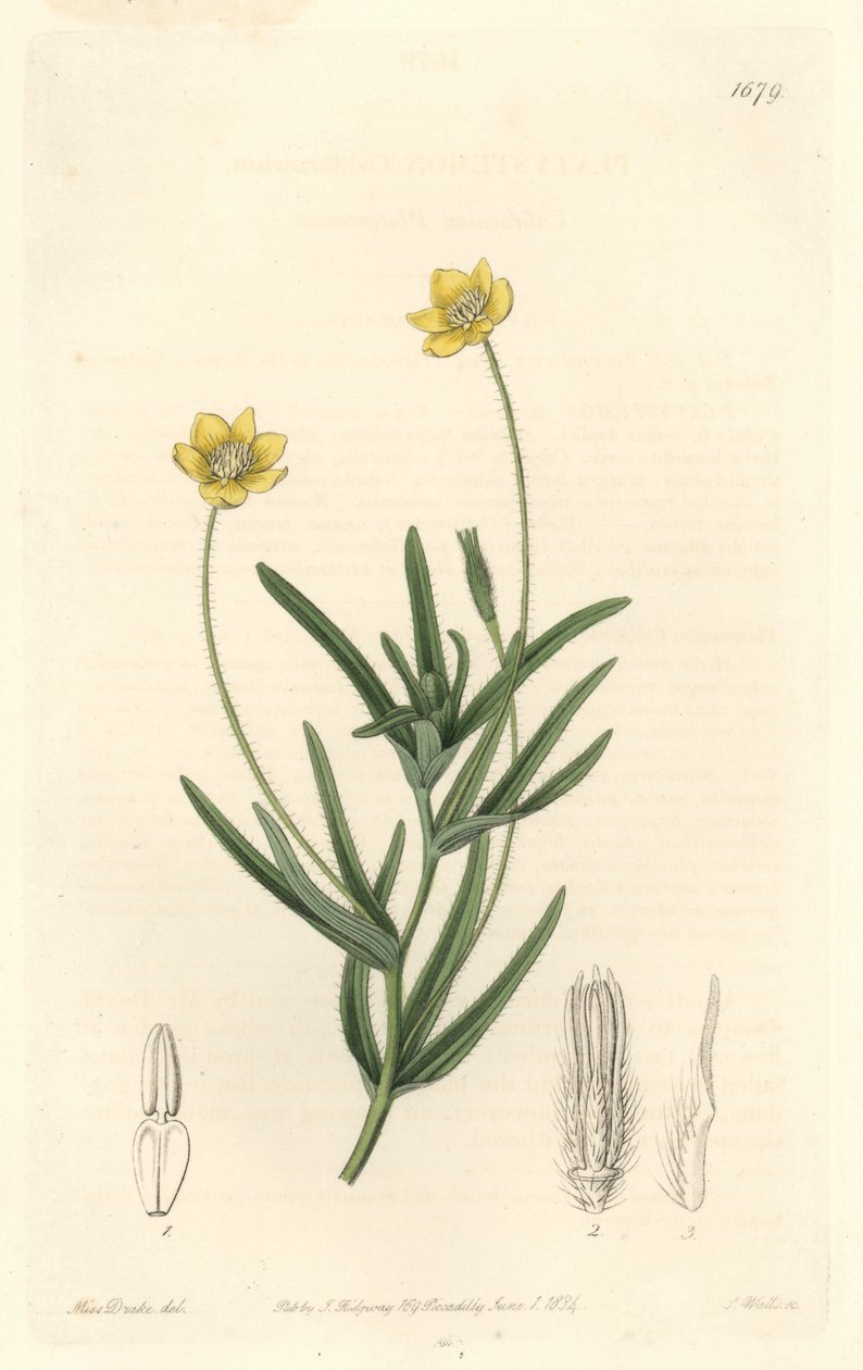 California Platystemon - Botanical Register