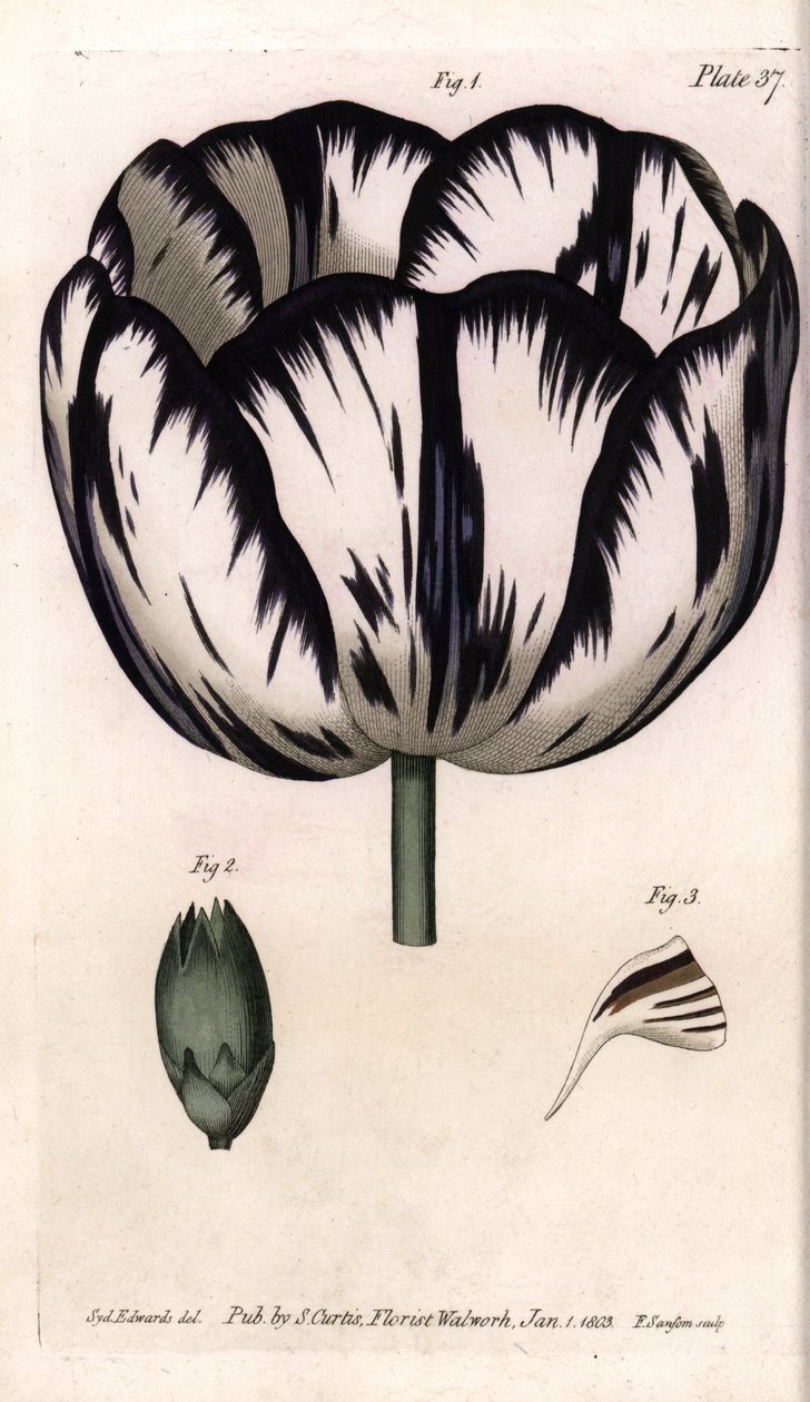 Lale ve karanfil giroflee veya karanfil çiçekçi kalisse. Renkli bakır gravür, Sydenham Edwards (1768-1819) tarafından Botanik Konferansları için illüstrasyon, Lambeth Botanik Bahçesi (İngiltere) by Sydenham Teast Edwards