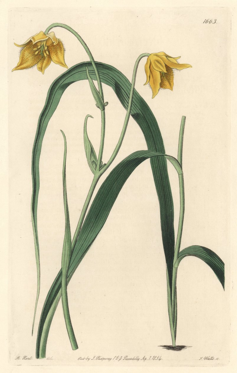 Calochortus (mariposa) veya Meksika