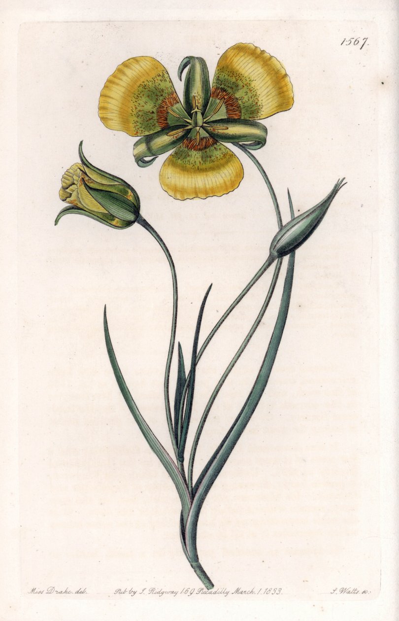 Calochortus