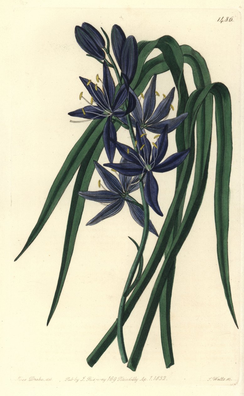 Camassie - Camash, Camassia quamash (Yenilebilir quamash, Camassia esculenta). Sydenham Edwards