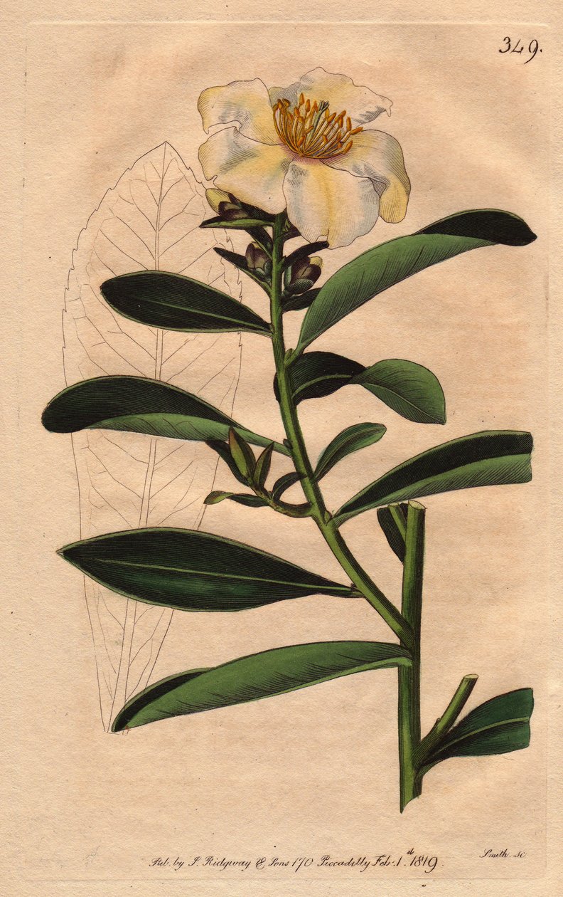 Kamelya (Camelias) Penang, çiçeğe sarımsı bir renk veren beyaz bir çiçek. Kamelya axillaris. William Curtis