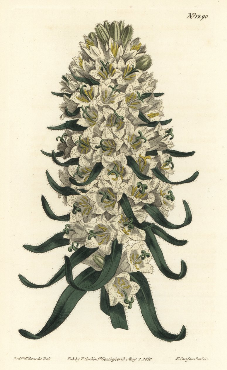 Campanula
