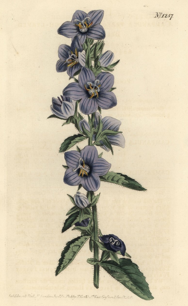 Campanule - Kaba yapraklı çan çiçeği, Campanula peregrina. William Curtis