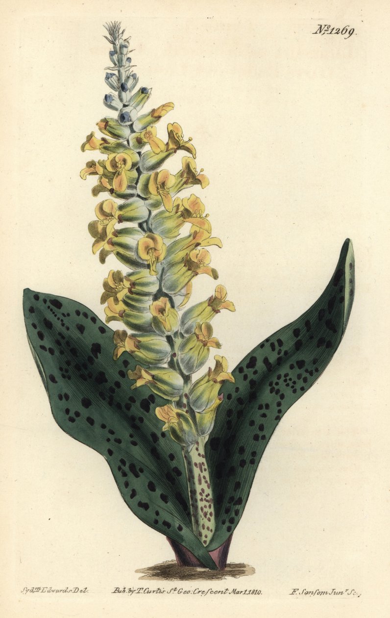 Cape Hyacinth (sahte orkide) - Benekli yapraklı orkide benzeri lachenalia, Lachenalia orchioides. William Curtis