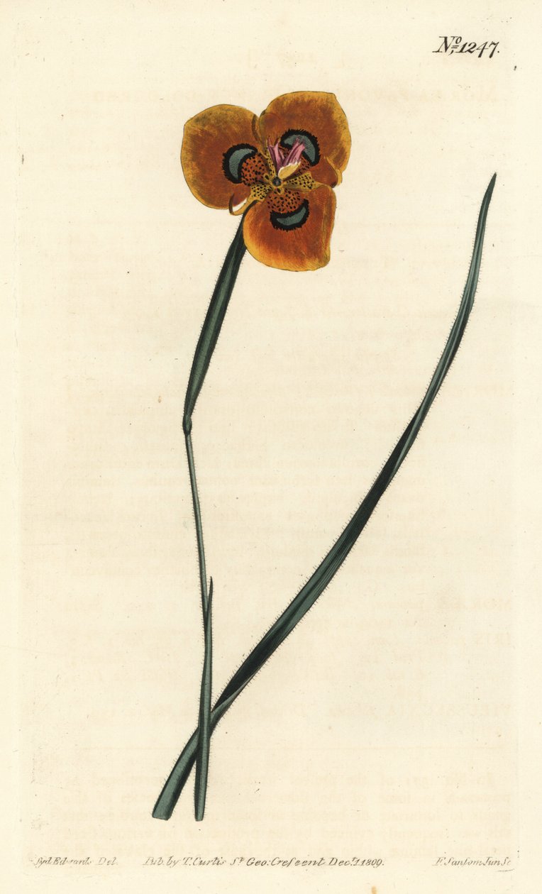 Cape Tulip - Turuncu renkli moraea, Moraea tulbaghensis (Moraea pavonia). William Curtis