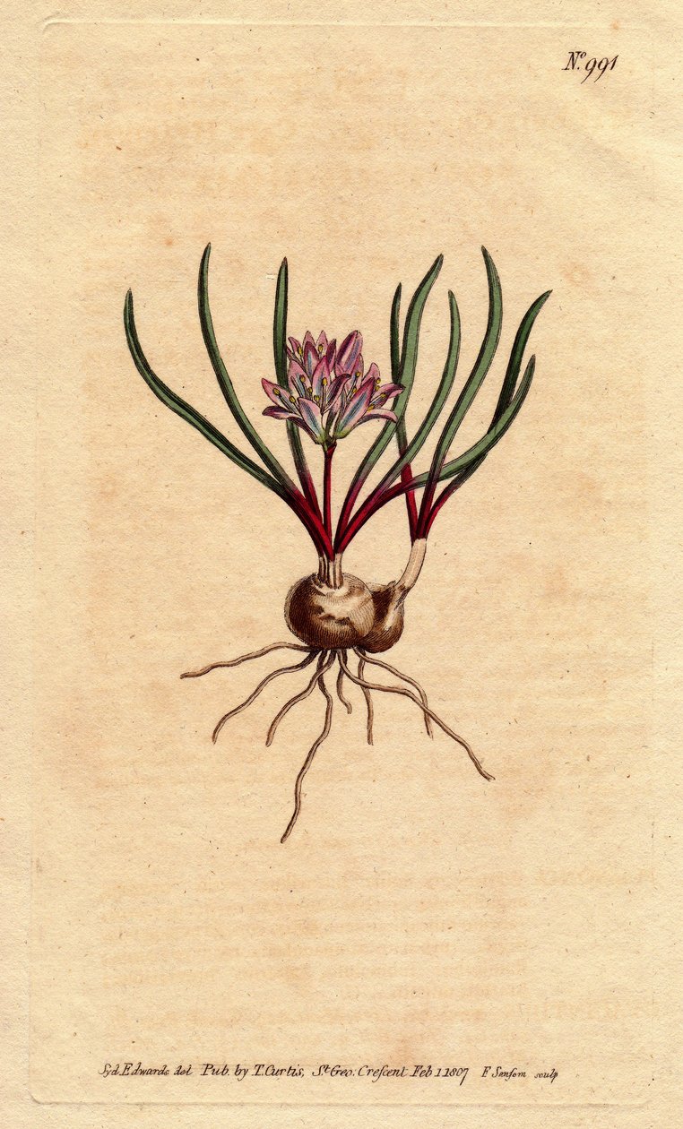 Ampul, ecarlate yaprakları ve soluk pembe çiçek ile Cape sümbül. Cape Sümbül, ampul, kırmızı yapraklar ve soluk pembe çiçeklerle. Polyzena corymbosa (Massonia corymbosa). Sydenham Edwards fr tarafından botanik bir illüstrasyondan elle boyanmış bakır levha  by Sydenham Teast Edwards