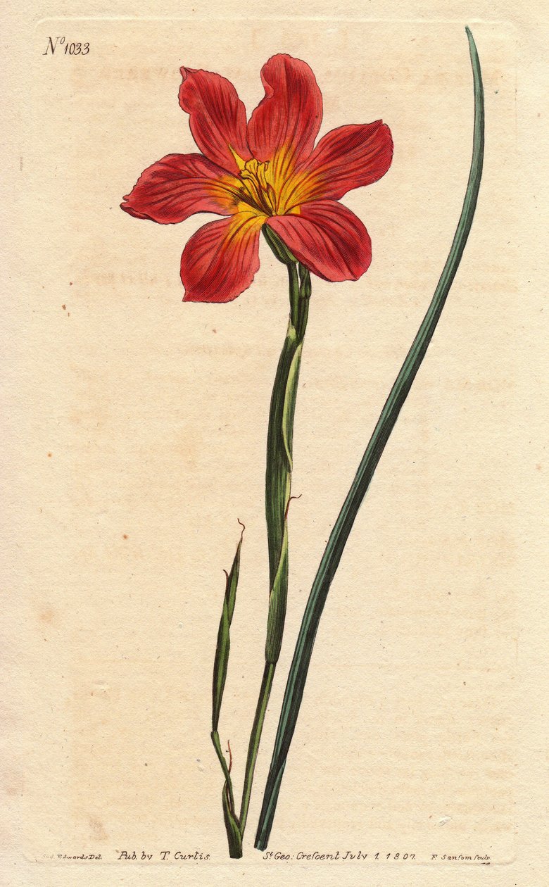 Cape lale, moraea çiçekli saman ve pembe somon içerir. Saman rengi eşit çiçekli moraea, somon pembesi ve sarı Cape Tulip. Homeria collina (Moraea collina). Will