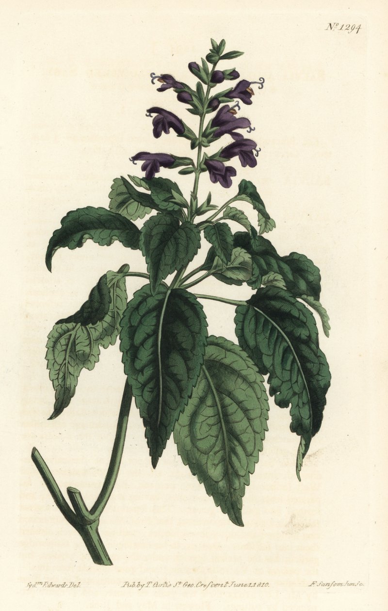 Karayip Adaçayı - Salvia lamiifolia (Mor çiçekli adaçayı, Salvia amoena). William Curtis