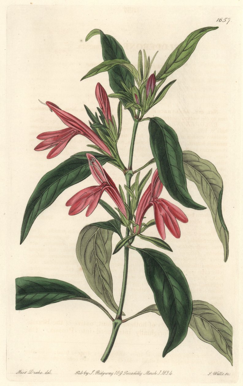 Carmantine, Brezilya