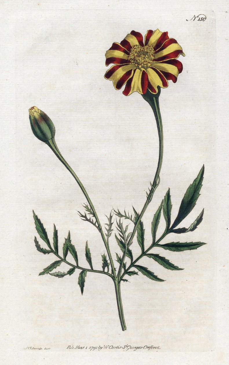 Hindistan Karanfil veya tagete etelee - Sydenham Edwards (1768-1819) tarafından litografi, William Curtis tarafından Botanik Dergisi