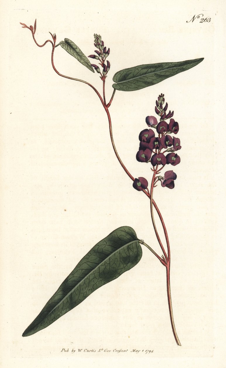 Caulinia bimaculata (Mor glisin, Glycine bimaculata). William Curtis