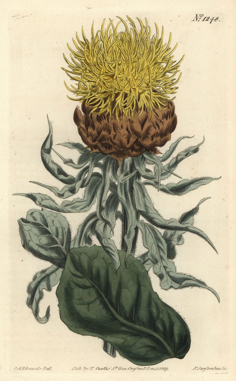 Centauree a grosse tête - Dev knapweed veya büyük başlı sarı kantaron, Centaurea macrocephala. William Curtis