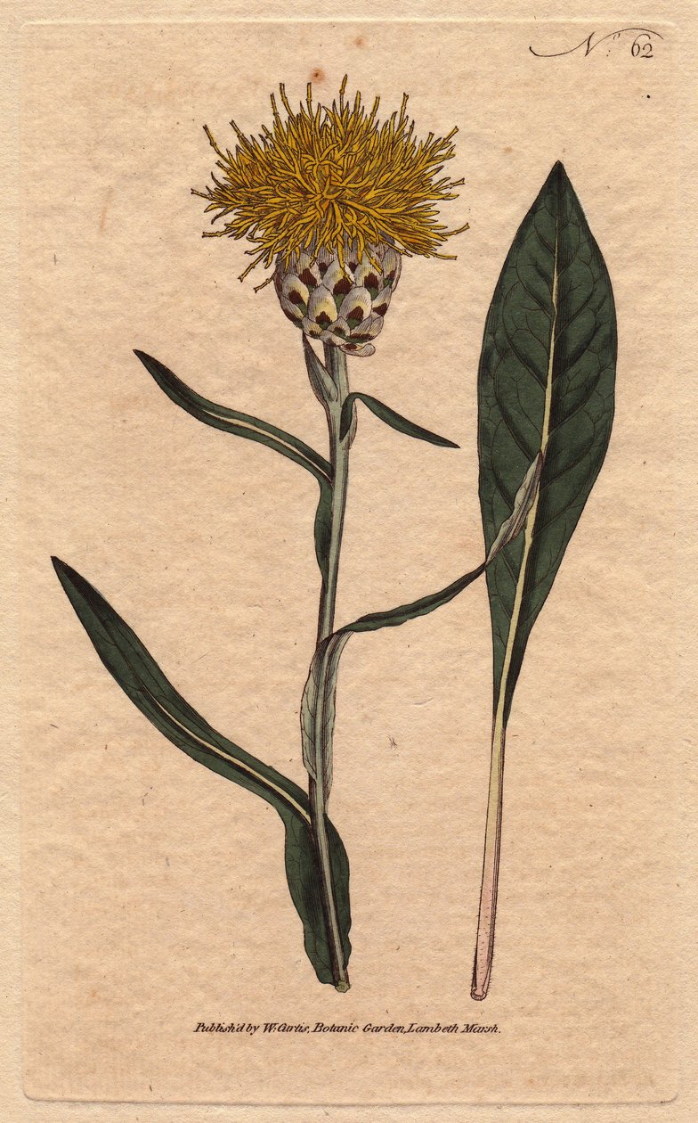 Centauree