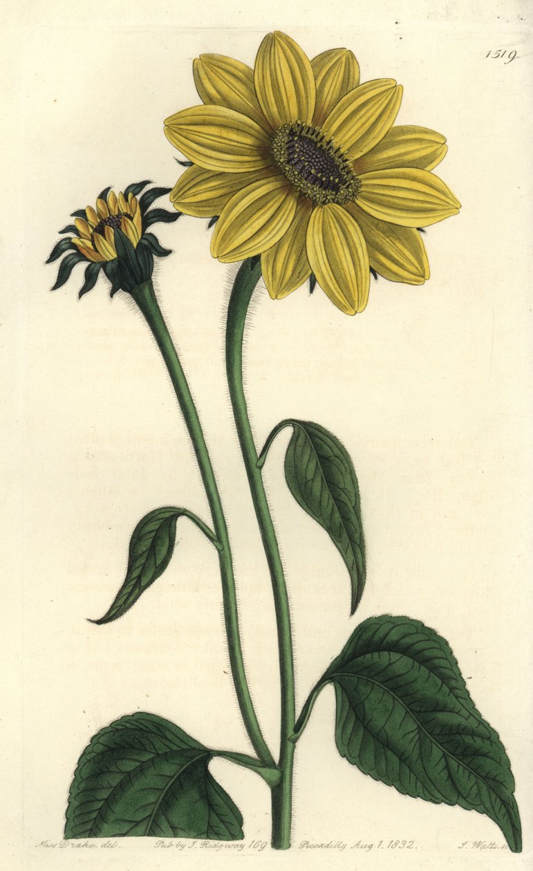 Orta Amerika asteriacee çeşidi - Tithonia tubaeformis (Trompet saplı ayçiçeği, Helianthus tubaeformis). Sydenham Edwards
