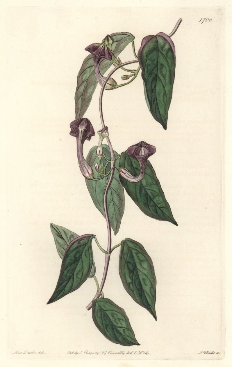 Ceropegia zarif, Hindistan