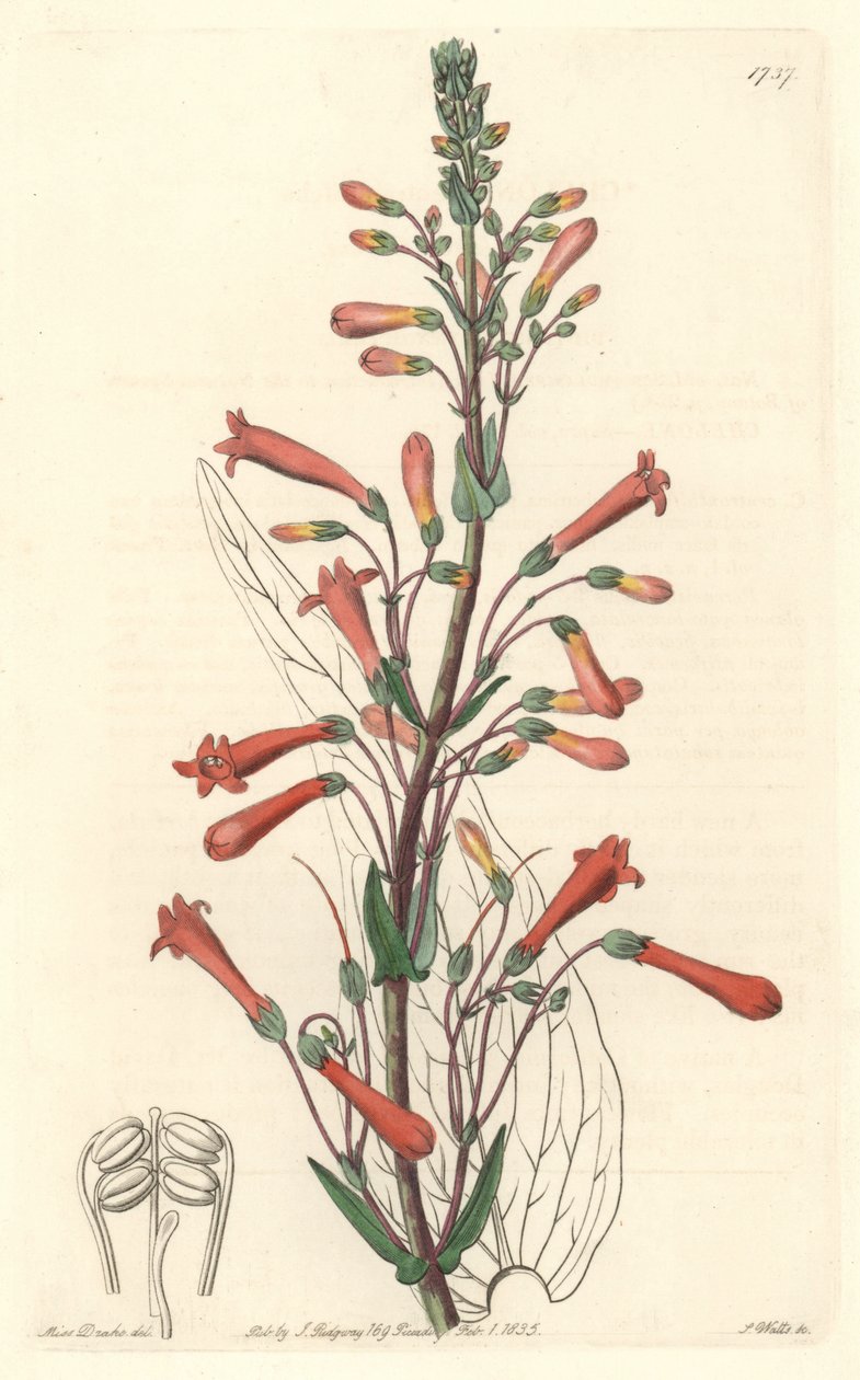 Chelone (veya Galane) Kaliforniya