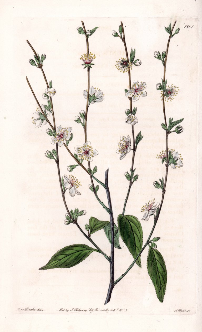 Kiraz ağacı - S.Watts tarafından oyulmuş tahta, Sarah Anne Drake (1803-1857), Sydenham Edwards Botanik Kaydı
