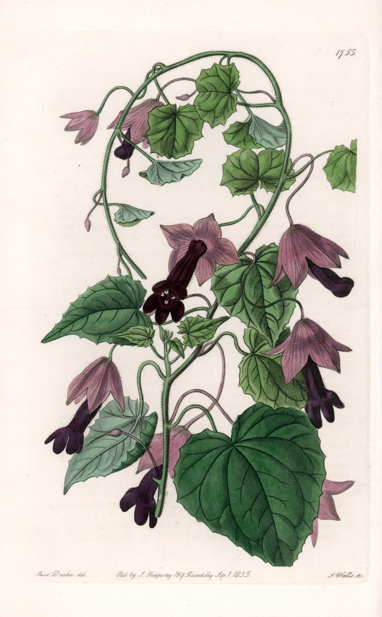 Çin Şapkası - S.Watts tarafından oyulmuş plaka, Sarah Anne Drake (1803-1857), Sydenham Edwards Botanik Kaydı