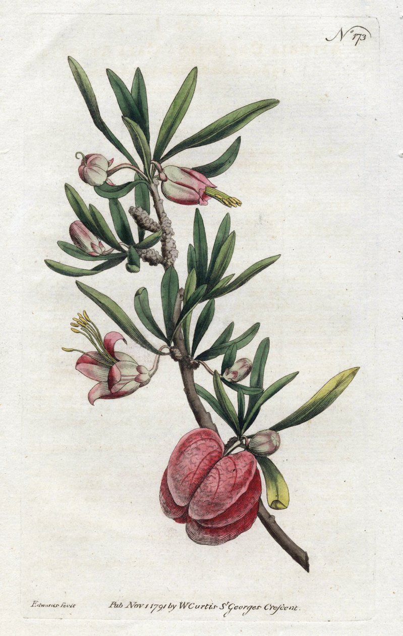 Chinese Lantern veya Nymania - Sydenham Edwards (1768-1819) tarafından litografi, William Curtis tarafından Botanik Dergisi