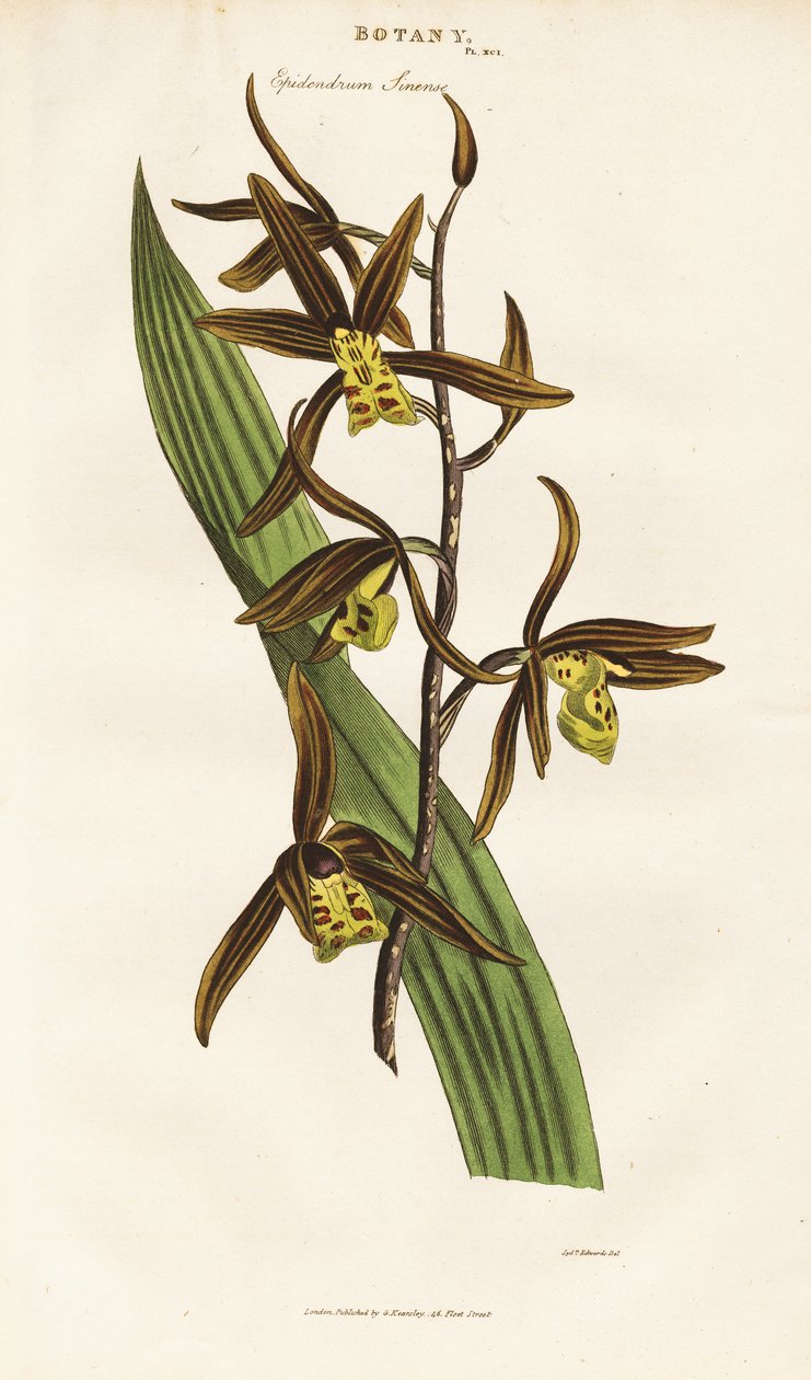 Çin Orkidesi (Epidendrum sinense) by Sydenham Teast Edwards