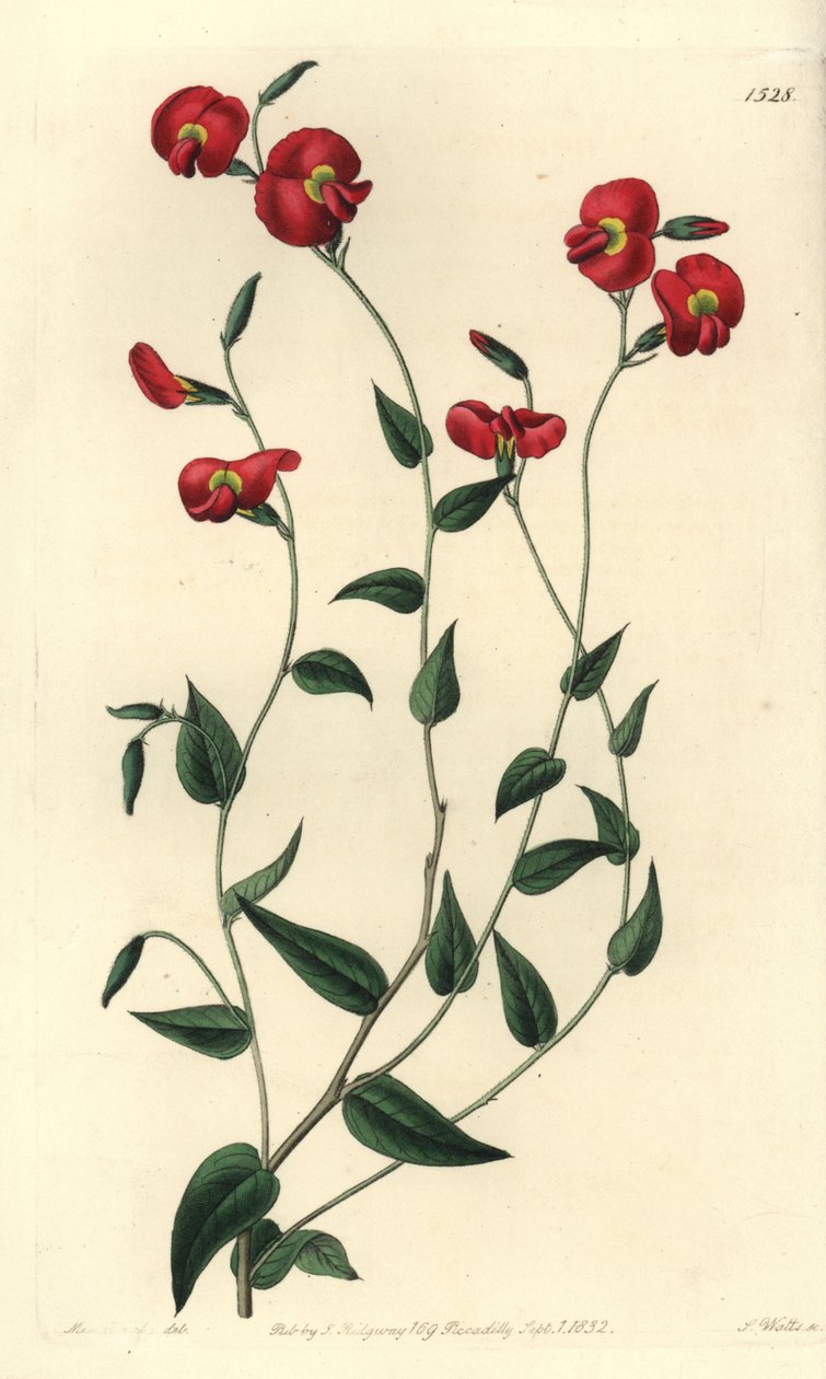 Chorizema ovatum (Ovate chorozema, Chorozema ovatum). Sydenham Edwards