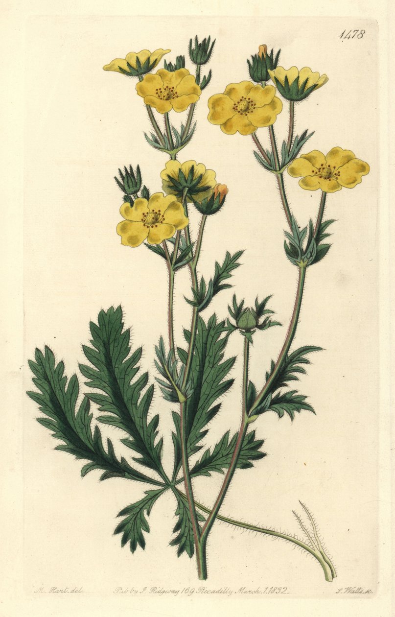 Cinquefoil elbise - Pürüzlü yapraklı beşgen, Potentilla laciniosa. Sydenham Edwards