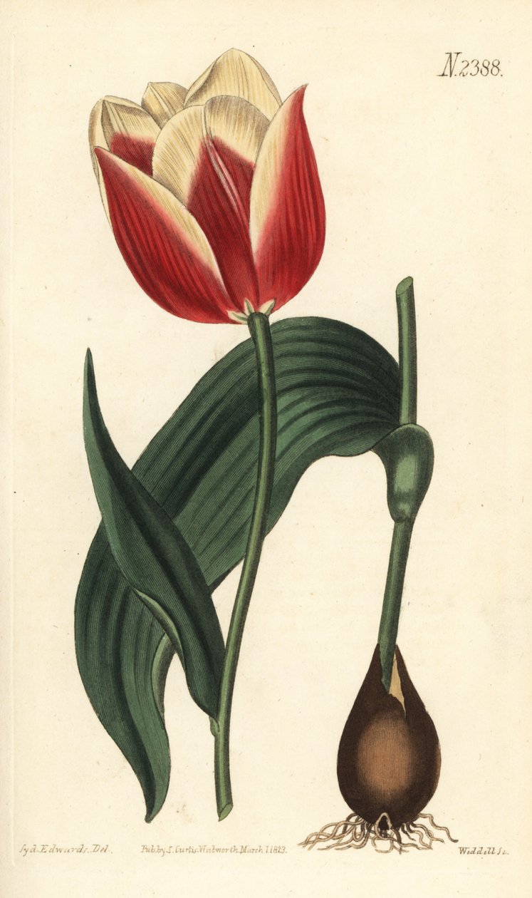 Claramond lale, Tulipa suaveolens var. latifolia. William Curtis