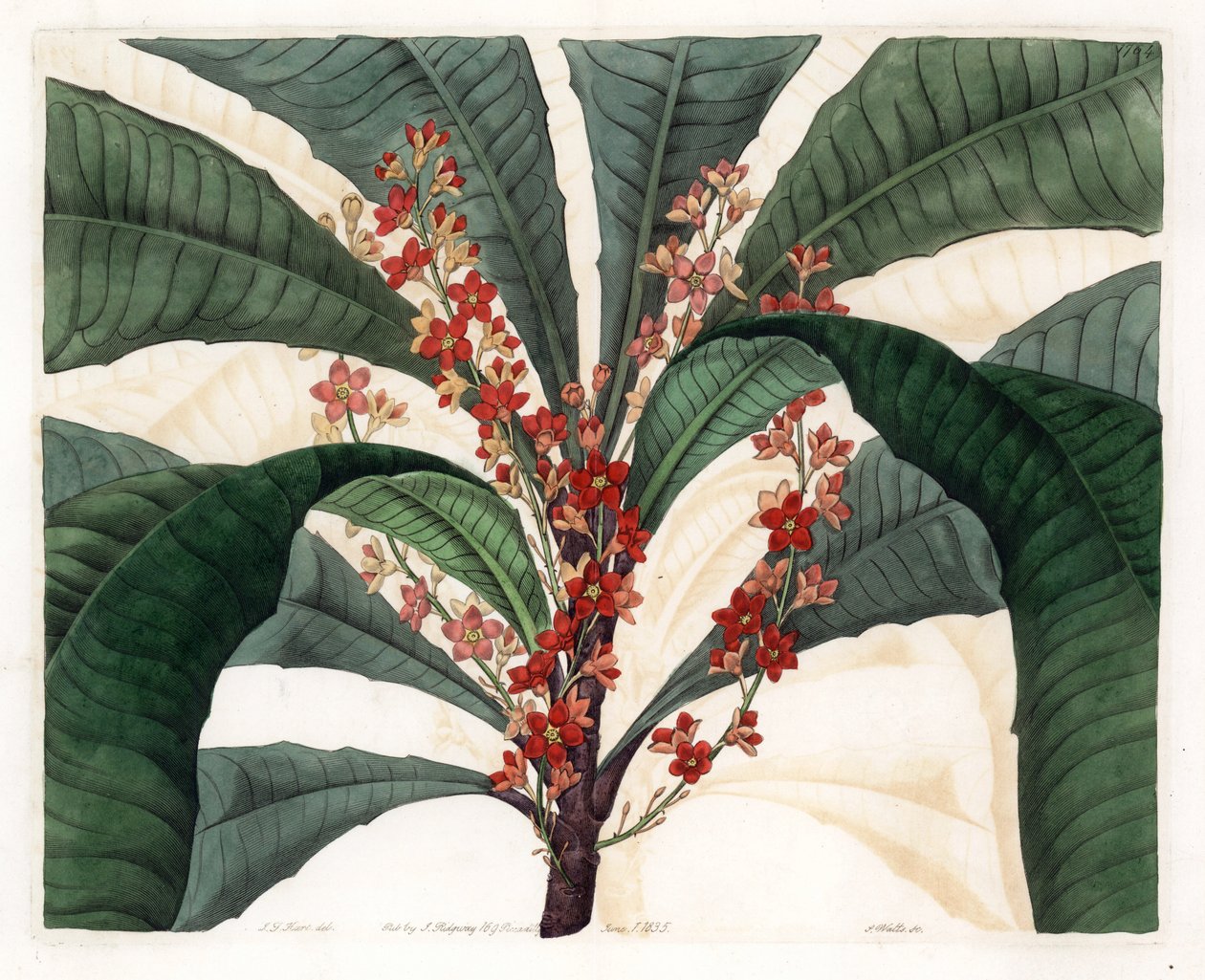 Clavija Variety - S.Watts tarafından Oyulmuş Plaka, I.J. Hart, Sydenham Edwards Botanik Sicilinden (1768-1819), İngiltere by Sydenham Teast Edwards